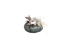 BELLY KOKULU BAL KABAGI YESIL 10x15cm - 3