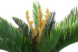 CYCAS PALMIYE YAPAY AGAC KÜÇÜK 120cm (759TUF000014) - 2
