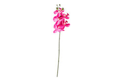 ORKIDE PEMBE (HA3HS19001JFS3) 53cm - SWEET FLOWERS