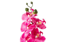 ORKIDE PEMBE (HA3HS19001JFS3) 53cm - 2