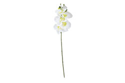 ORKIDE BEYAZ (HA3HS19001JWH2) 52cm - SWEET FLOWERS