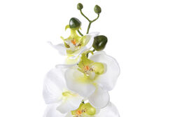 ORKIDE BEYAZ (HA3HS19001JWH2) 52cm - 2