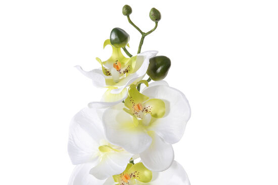 ORKIDE BEYAZ (HA3HS19001JWH2) 52cm - 2