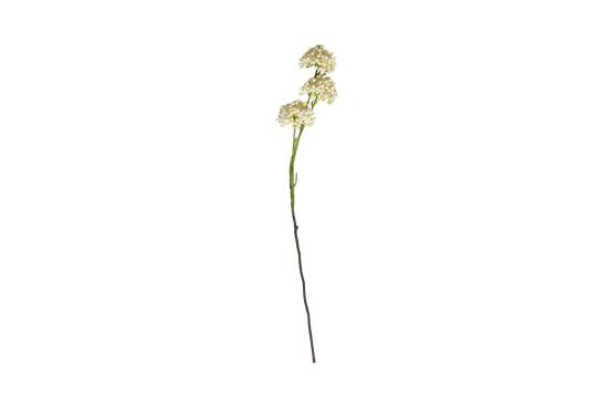 HA4JL2853WH1 MINI ALLIUM DALI - 1