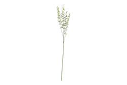 HA4LY542GN816 OKALİPTUS ÇALI YEŞİL 77cm - SWEET FLOWERS