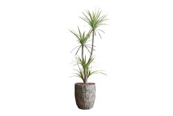 HA4MD1108150GNA DRACAENA YEŞİL 180 CM (759TUF000005) - YAPAY ÇİÇEK