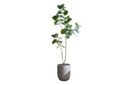HA4SB23B12GNA FİKU YEŞİL 240 CM (759TUF000110) - 2