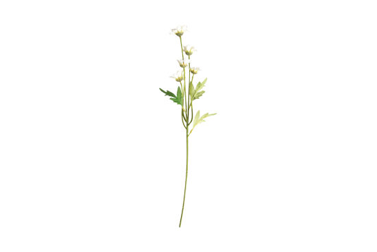 HA5XYD1146WH1 PAPATYA DALI 5 ÇİÇEKLİ BEYAZ 48 CM - 1