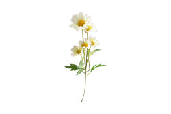 HA5XYD1146WH1 PAPATYA DALI 5 ÇİÇEKLİ BEYAZ 48 CM - 2