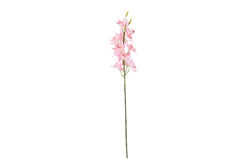HD9461 BİTKİ PEMBE 77cm - 3