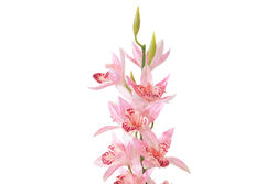 HD9461 BİTKİ PEMBE 77cm - 2