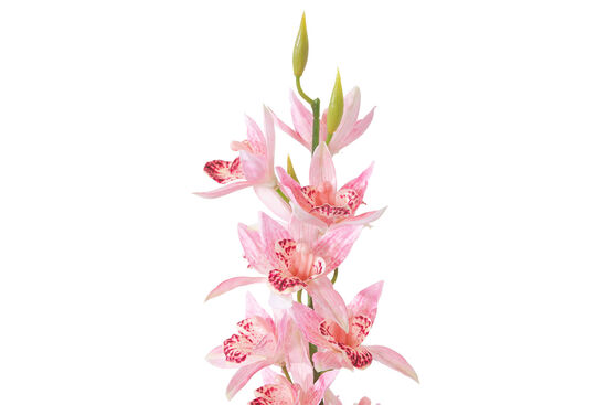 HD9461 BİTKİ PEMBE 77cm - 2