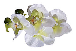 SANSELO ARANJMAN 55X75 CM KREM - 3