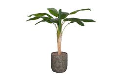 TH008094 1 KÖKLÜ MUZ YAPAY AGAC 135CM(759TUF000102) - 2