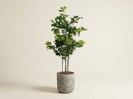 TH008409 5 BAŞLIKLI ŞEFLERA YAPAY AGAC 145 CM (759TUF000108) - 1