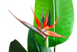 TH008572-A 1 ÇİÇEKLİ STARLİÇE YAPAY AĞAÇ 135CM(759TUF000098) - 2