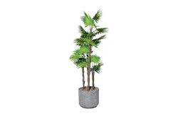 TH008773-A 4 KÖK FAN PALMİYE /32 DALLI YAPAY AGAC 160CM(759TUF000113) - 2