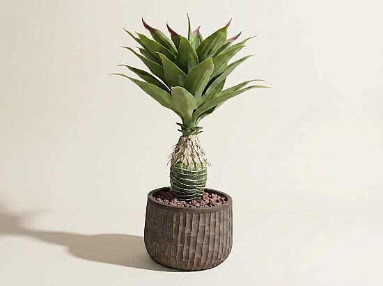 TH049106-A YAPAY AGAVE AGACI 90cm(759TUF000017) - 1