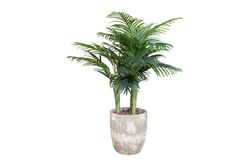 TH070109-A HAWAI PALMIYE AGACI 150cm(759TUF000078) - 3