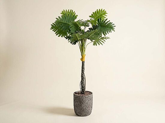 TH070146 FİLODENDRON YAPAY AĞAÇ 255CM(759TUF000064) - 1