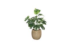 TH085002-A BEYAZ RENKLİ MONSTERA YAPAY AĞAÇ 80CM(759TUF000080) - 2