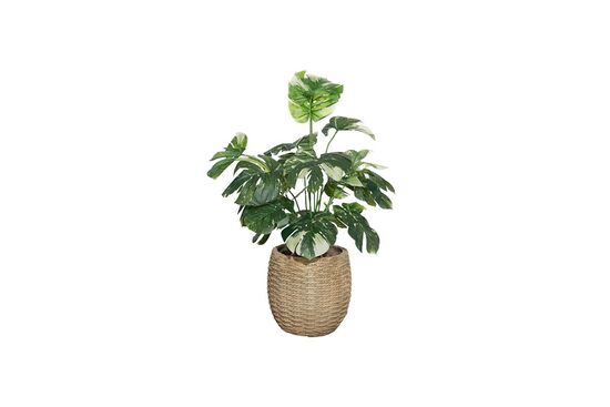 TH085002-A BEYAZ RENKLİ MONSTERA YAPAY AĞAÇ 80CM(759TUF000080) - 2